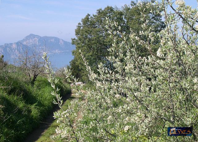 la primavera e capri.JPG